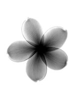 ALISSIMED POWDERFUL Vitamin C, 5 x 4g - obrazek 3